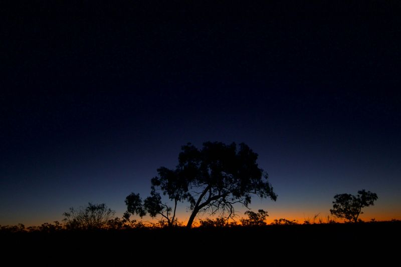Outback sunset at Menindee, New South Wales: a lone tree in silhouette against the last light